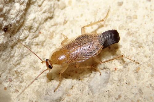 Planuncus vinzi